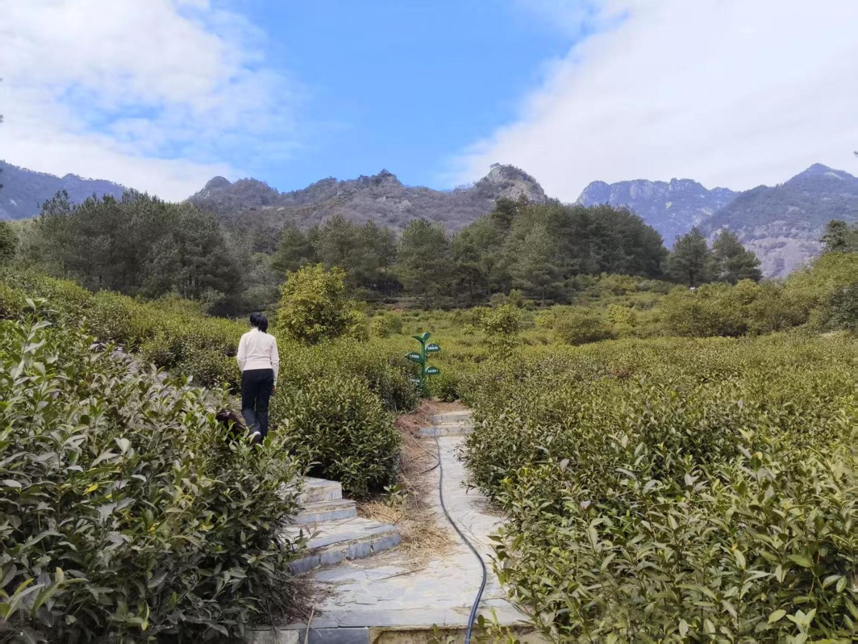 Yunshan Villa Huangshan Eksteriør billede